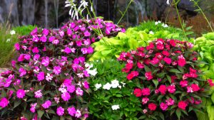Boonville Missouri Landscaping Flowers