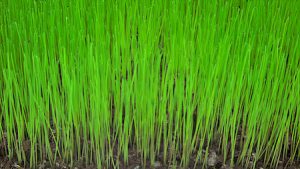 Boonville Missouri Landscaping Lawn Seeding