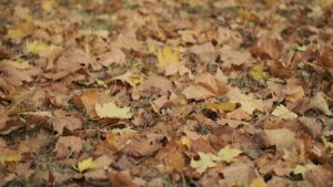 Boonville Missouri Landscaping Leaf Removal 1