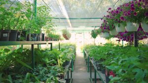 Boonville Missouri Landscaping Plants