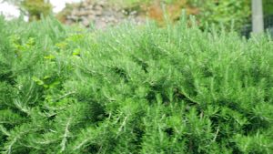Boonville Missouri Landscaping Shrubs