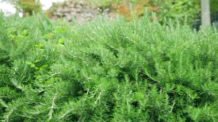 Boonville Missouri Landscaping Shrubs