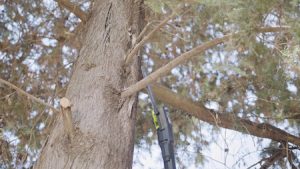 Boonville Missouri Landscaping Tree Pruning