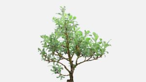 Boonville Missouri Landscaping Trees