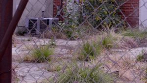 Boonville Missouri Landscaping Weed Control