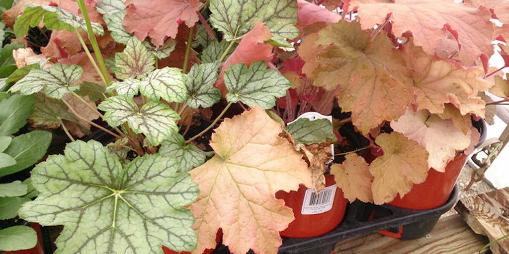 Booneville Missouri Landscaping Services Stanaway Land Designs Services Gallery 59