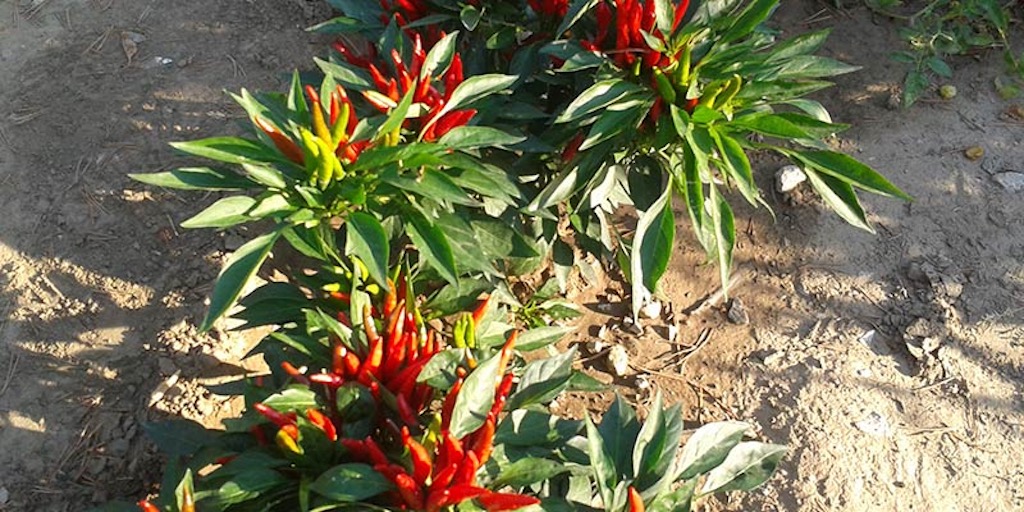 Booneville Missouri Landscaping Services Stanaway Land Designs Services Gallery 67