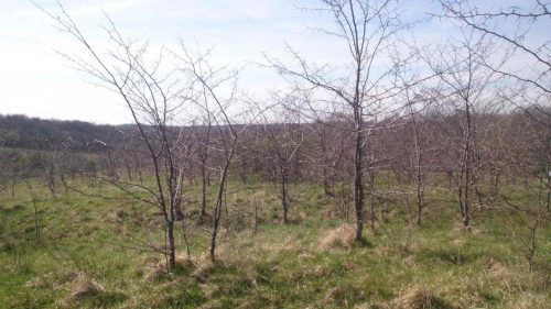booneville-missouri-landscaping-services-stanaway-land-designs-services-gallery-31