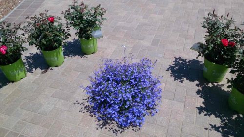 booneville-missouri-landscaping-services-stanaway-land-designs-services-gallery-75