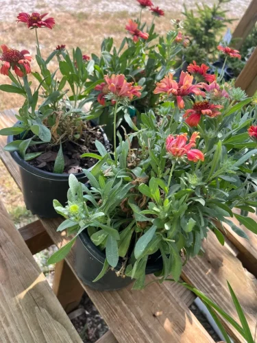 landscaper-columbia-mo-stanaway-landscaping-10-5-2026-002